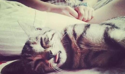 猫临死前的征兆：揭开猫临死前离开家的真实原因