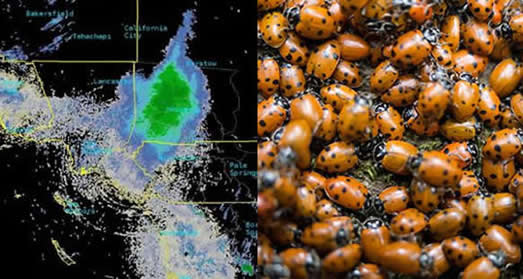 百万瓢虫掠过加州：震撼的画面这究竟是个什么梗