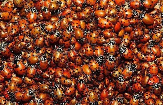 百万瓢虫掠过加州：震撼的画面这究竟是个什么梗