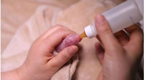 全球最小熊猫幼仔什么情况：具体详情这只熊猫幼仔有多少小