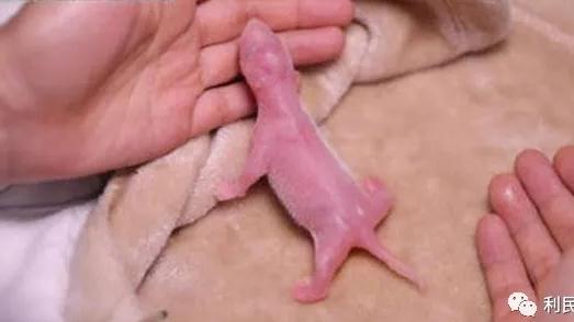 全球最小熊猫幼仔什么情况：具体详情这只熊猫幼仔有多少小