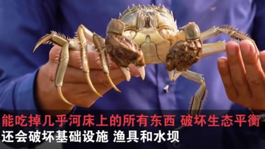 比利时大闸蟹泛滥：原因详情大闸蟹怎么来的