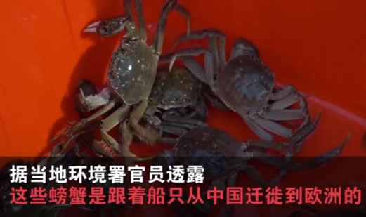 比利时大闸蟹泛滥：原因详情大闸蟹怎么来的
