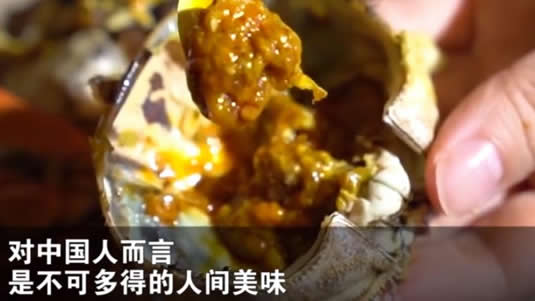 比利时大闸蟹泛滥：原因详情大闸蟹怎么来的