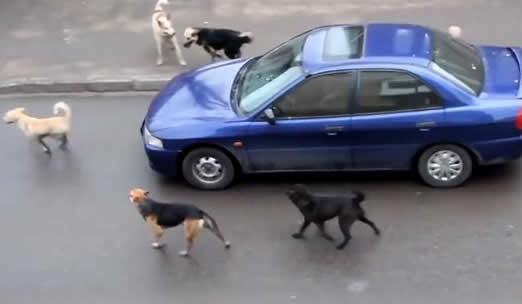 狗踩油门车冲进湖：女子被救狗狗不幸溺水身亡