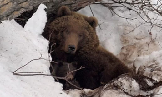 男子被熊拖进洞穴什么情况:始末经过曝光令众人意料 男子被熊拖进洞穴什么情况:始末经过曝光令众人意料