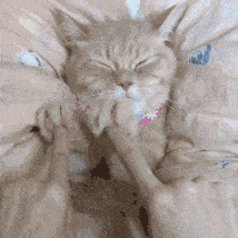 撸猫缓解老年痴呆是真的吗：这到底是怎么回事