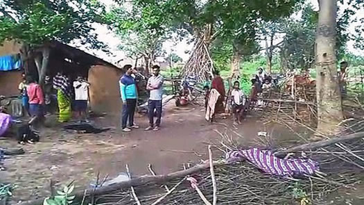 7岁女孩熟睡中被大象拽走：关于大象的危险你知道吗