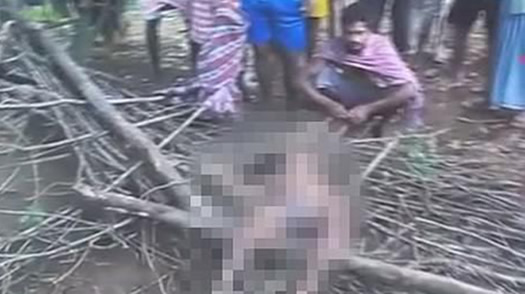 7岁女孩熟睡中被大象拽走：关于大象的危险你知道吗