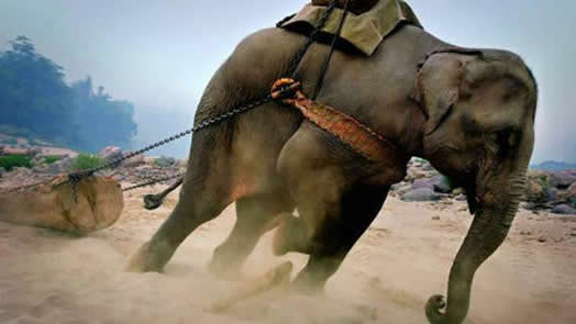 7岁女孩熟睡中被大象拽走：关于大象的危险你知道吗