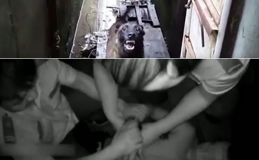 酒后竟然跟狗干架