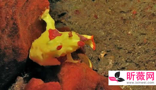 鱼的图片透明的鱼:罕见怪异的海洋生物鱼介绍 鱼的图片透明的鱼:罕见怪异的海洋生物鱼介绍