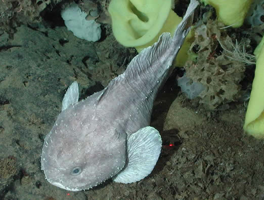 鱼的图片透明的鱼:罕见怪异的海洋生物鱼介绍 鱼的图片透明的鱼:罕见怪异的海洋生物鱼介绍