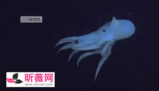 鱼的图片透明的鱼:罕见怪异的海洋生物鱼介绍 鱼的图片透明的鱼:罕见怪异的海洋生物鱼介绍