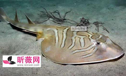 鱼的图片透明的鱼:罕见怪异的海洋生物鱼介绍 鱼的图片透明的鱼:罕见怪异的海洋生物鱼介绍