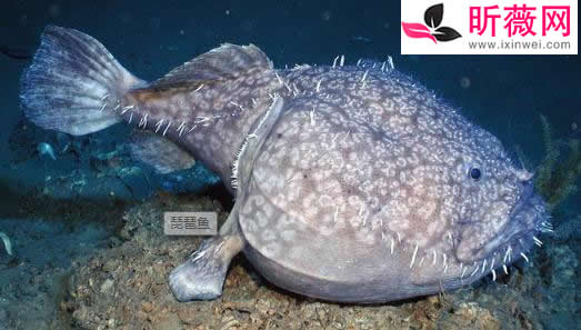 鱼的图片透明的鱼:罕见怪异的海洋生物鱼介绍 鱼的图片透明的鱼:罕见怪异的海洋生物鱼介绍