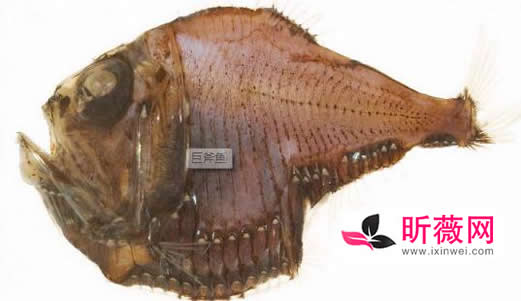 鱼的图片透明的鱼:罕见怪异的海洋生物鱼介绍 鱼的图片透明的鱼:罕见怪异的海洋生物鱼介绍