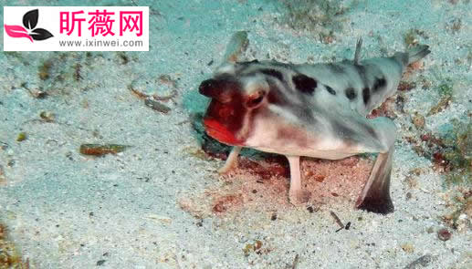 鱼的图片透明的鱼:罕见怪异的海洋生物鱼介绍 鱼的图片透明的鱼:罕见怪异的海洋生物鱼介绍