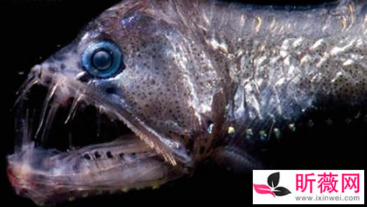 鱼的图片透明的鱼:罕见怪异的海洋生物鱼介绍 鱼的图片透明的鱼:罕见怪异的海洋生物鱼介绍