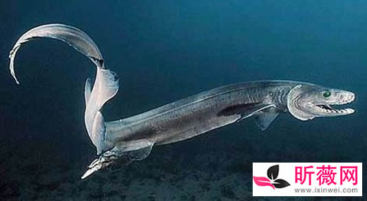 鱼的图片透明的鱼:罕见怪异的海洋生物鱼介绍 鱼的图片透明的鱼:罕见怪异的海洋生物鱼介绍