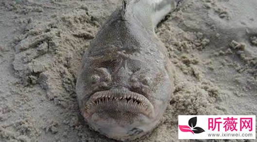 鱼的图片透明的鱼:罕见怪异的海洋生物鱼介绍 鱼的图片透明的鱼:罕见怪异的海洋生物鱼介绍