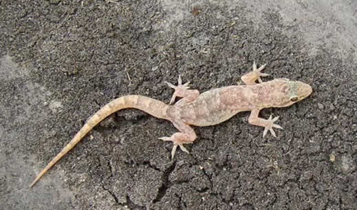 男主播吃壁虎身亡:这到底是怎么回事? 男主播吃壁虎身亡:这到底是怎么回事?