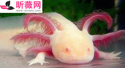 六角龙鱼：世界最奇特的鱼（20种诡异鱼类盘点）