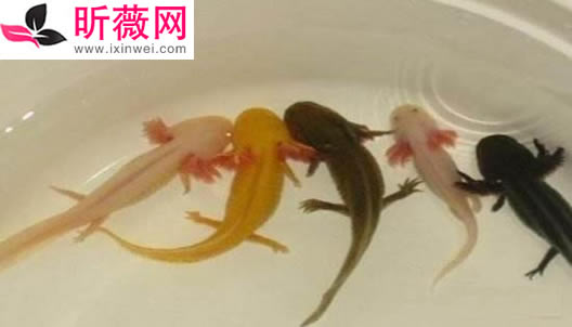 六角龙鱼：世界最奇特的鱼（20种诡异鱼类盘点）