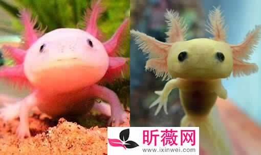 六角龙鱼：世界最奇特的鱼（20种诡异鱼类盘点）