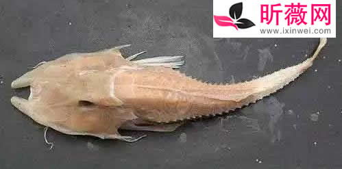 六角龙鱼：世界最奇特的鱼（20种诡异鱼类盘点）