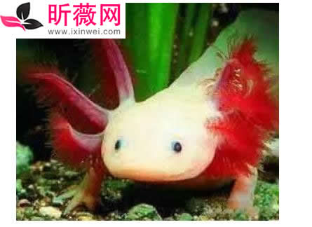 六角龙鱼:世界最奇特的鱼(20种诡异鱼类盘点) 六角龙鱼:世界最奇特的鱼(20种诡异鱼类盘点)