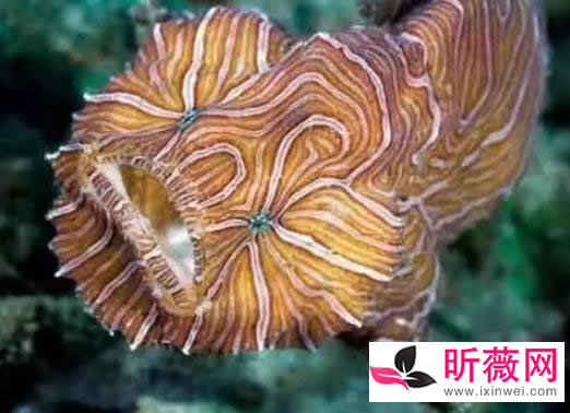 六角龙鱼:世界最奇特的鱼(20种诡异鱼类盘点) 六角龙鱼:世界最奇特的鱼(20种诡异鱼类盘点)