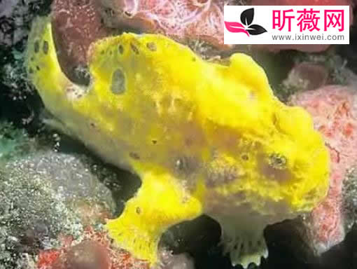 六角龙鱼:世界最奇特的鱼(20种诡异鱼类盘点) 六角龙鱼:世界最奇特的鱼(20种诡异鱼类盘点)