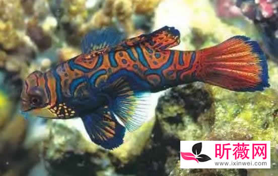 六角龙鱼:世界最奇特的鱼(20种诡异鱼类盘点) 六角龙鱼:世界最奇特的鱼(20种诡异鱼类盘点)
