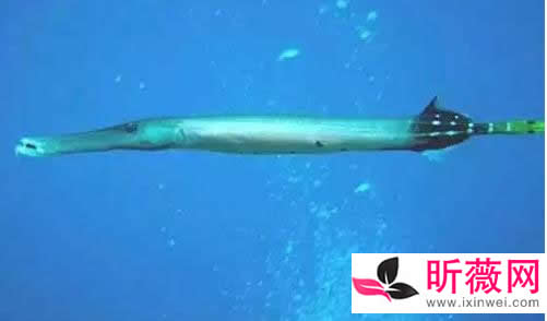 六角龙鱼：世界最奇特的鱼（20种诡异鱼类盘点）