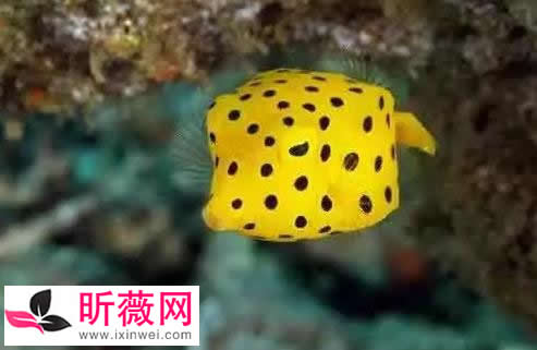 六角龙鱼：世界最奇特的鱼（20种诡异鱼类盘点）