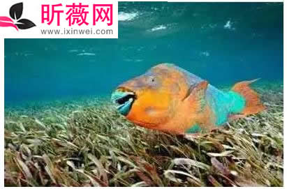 六角龙鱼：世界最奇特的鱼（20种诡异鱼类盘点）