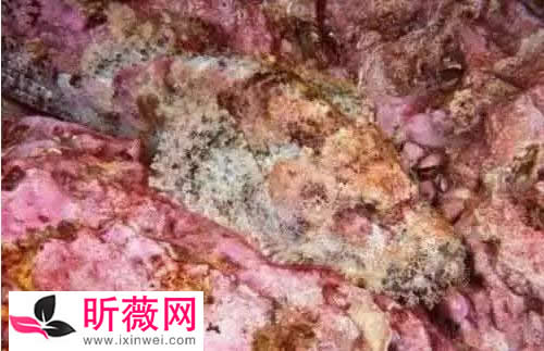 六角龙鱼：世界最奇特的鱼（20种诡异鱼类盘点）