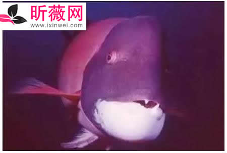 六角龙鱼：世界最奇特的鱼（20种诡异鱼类盘点）