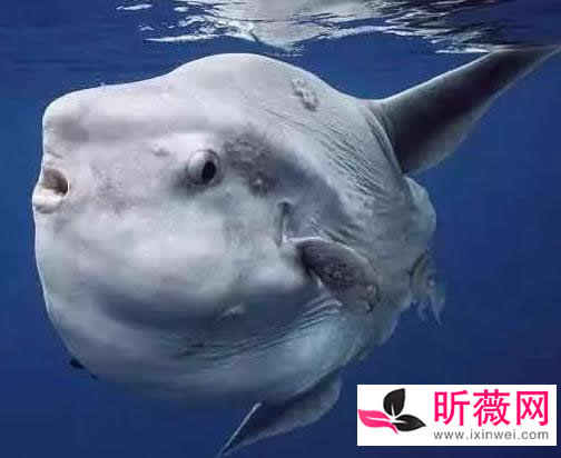 六角龙鱼:世界最奇特的鱼(20种诡异鱼类盘点) 六角龙鱼:世界最奇特的鱼(20种诡异鱼类盘点)