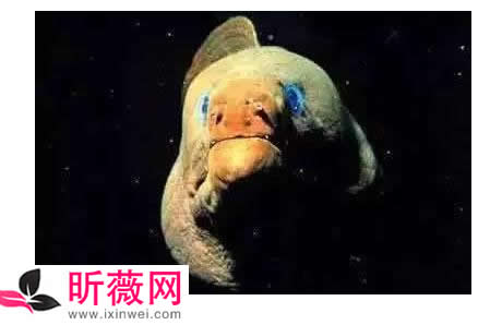 六角龙鱼:世界最奇特的鱼(20种诡异鱼类盘点) 六角龙鱼:世界最奇特的鱼(20种诡异鱼类盘点)