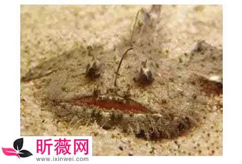 六角龙鱼:世界最奇特的鱼(20种诡异鱼类盘点) 六角龙鱼:世界最奇特的鱼(20种诡异鱼类盘点)