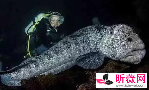 六角龙鱼:世界最奇特的鱼(20种诡异鱼类盘点) 六角龙鱼:世界最奇特的鱼(20种诡异鱼类盘点)