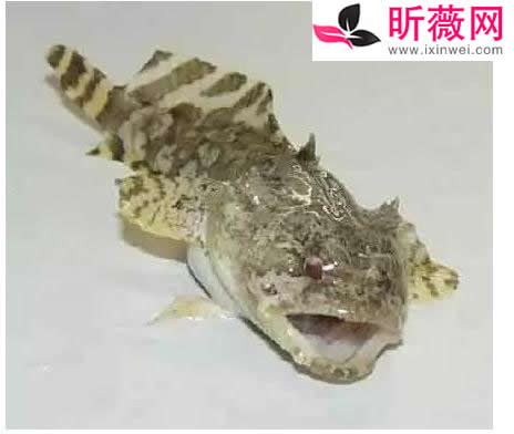 六角龙鱼:世界最奇特的鱼(20种诡异鱼类盘点) 六角龙鱼:世界最奇特的鱼(20种诡异鱼类盘点)