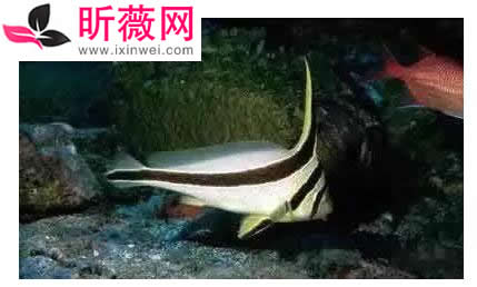 六角龙鱼:世界最奇特的鱼(20种诡异鱼类盘点) 六角龙鱼:世界最奇特的鱼(20种诡异鱼类盘点)