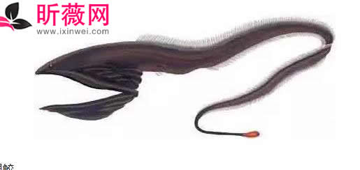 六角龙鱼:世界最奇特的鱼(20种诡异鱼类盘点) 六角龙鱼:世界最奇特的鱼(20种诡异鱼类盘点)