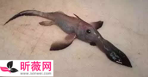 六角龙鱼:世界最奇特的鱼(20种诡异鱼类盘点) 六角龙鱼:世界最奇特的鱼(20种诡异鱼类盘点)