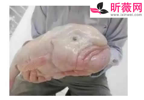 六角龙鱼:世界最奇特的鱼(20种诡异鱼类盘点) 六角龙鱼:世界最奇特的鱼(20种诡异鱼类盘点)