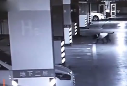 车库偷钱让狗望风怎么回事：详情还原始末过程及结果