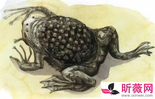 琵琶蟾蜍图片令人无法直视：怪异的十种青蛙了解下